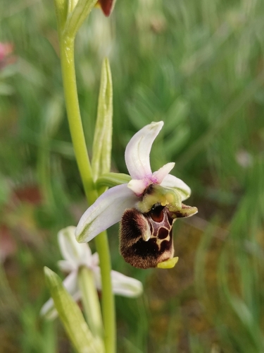 hmyzovník čmeľovitý (Ophrys fuciflora)
