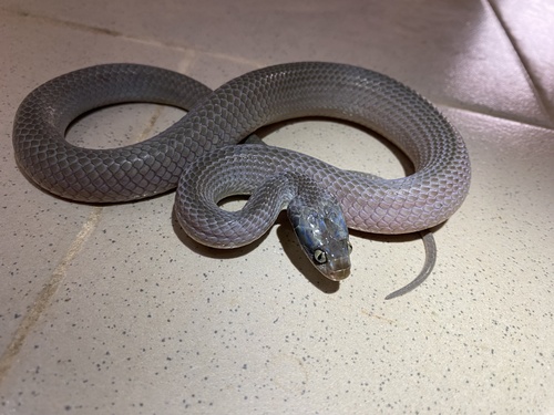 Ghana Herald Snake