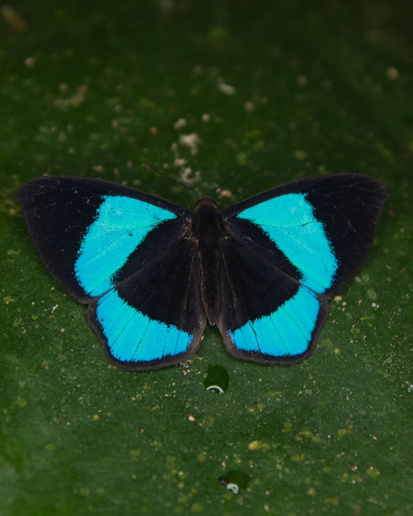 Mesosemia gemina