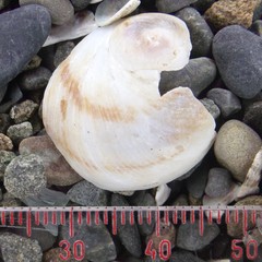 Sigapatella novaezelandiae