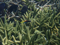 Labroides pectoralis