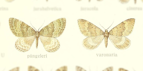 Colostygia puengeleri