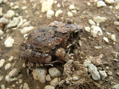 Tomopterna kachowskii