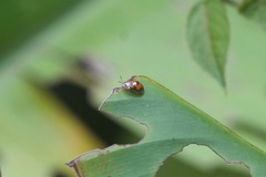 Charidotella inconstans