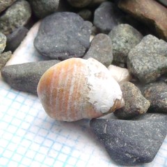 Micrelenchus sanguineus