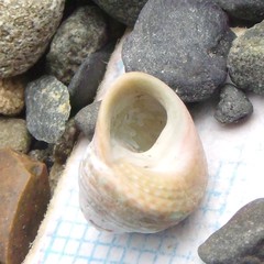 Micrelenchus sanguineus