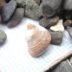 Micrelenchus sanguineus