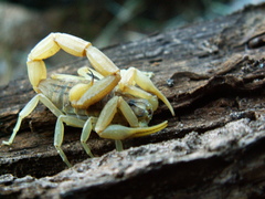 Aegaeobuthus gibbosus