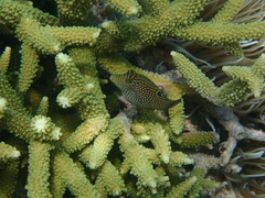 Canthigaster papua