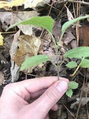 Viburnum rafinesqueanum