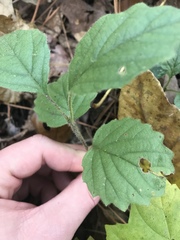 Viburnum rafinesqueanum