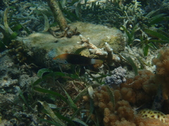Halichoeres podostigma