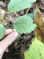 Viburnum rafinesqueanum