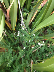 Linum monogynum monogynum