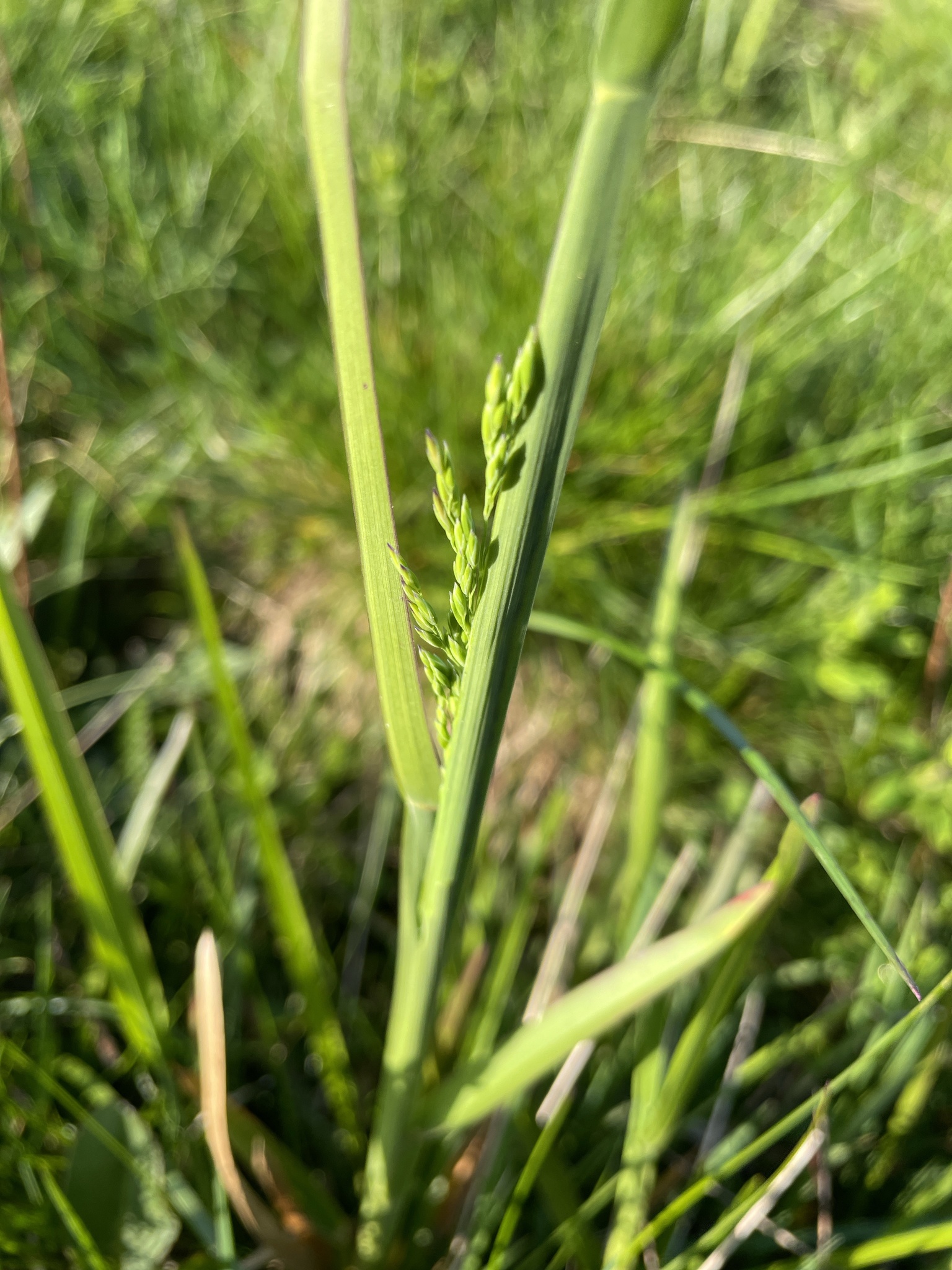 Poa chaixii