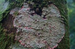 Herpothallon