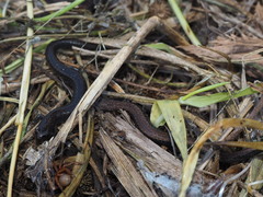 Batrachoseps gavilanensis