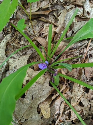Dwarf spiderwort (Tradescantia longipes)