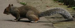 Sciurus carolinensis