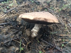 Agaricus