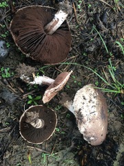 Agaricus