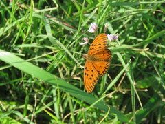 Dione vanillae maculosa