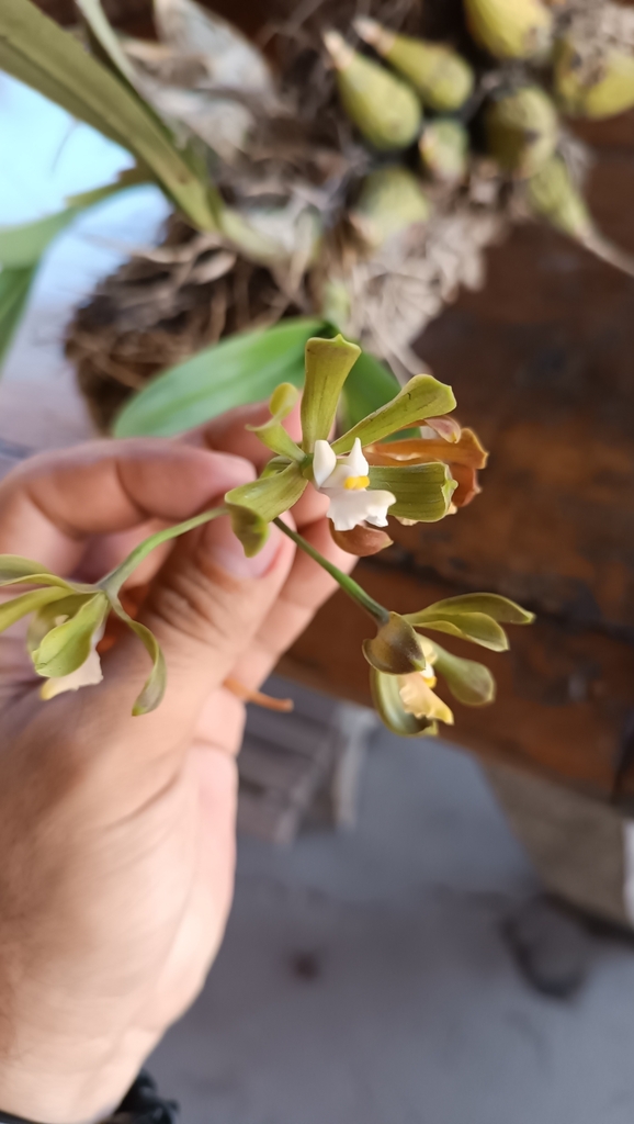 Encyclia suaveolens Dressler