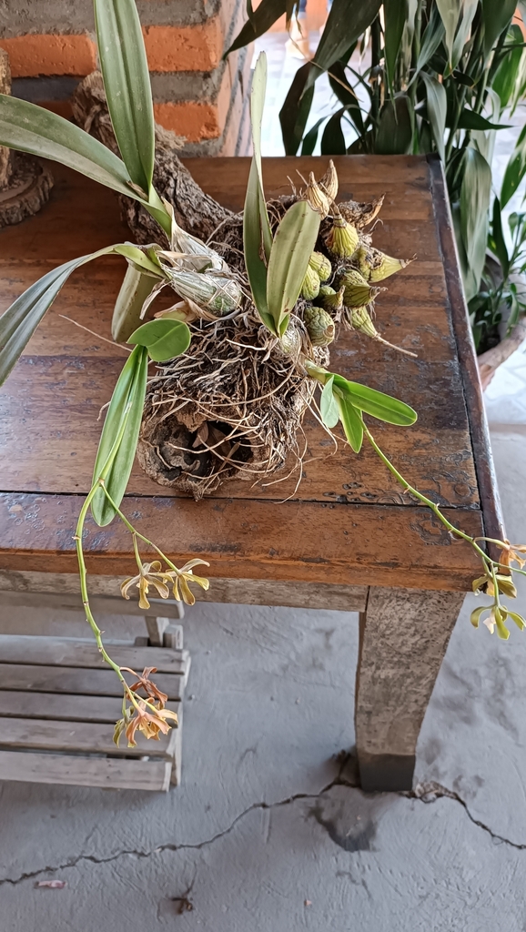 Encyclia suaveolens Dressler 2