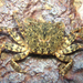Ptychognathus easteranus - Photo (c) tahiticrabs,  זכויות יוצרים חלקיות (CC BY-NC)
