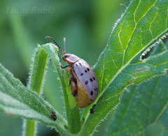 Alagoasa vigintiseptemmaculata