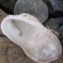 Barbatia novaezealandiae