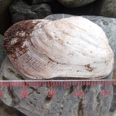 Barbatia novaezealandiae
