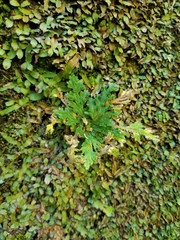 Selaginella lepidophylla