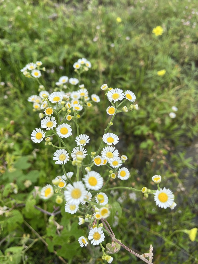 daisy fleabane from Miller Spring Park, Belton, TX, US on May 13, 2023 ...