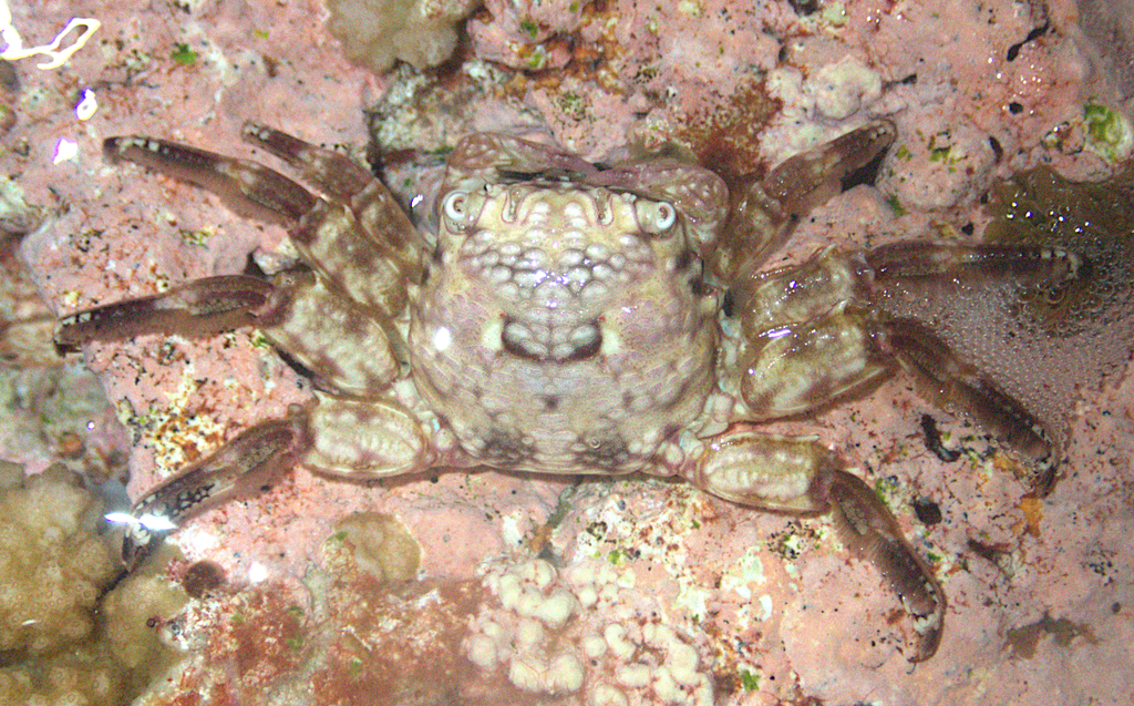 Seducing Rafting Crab