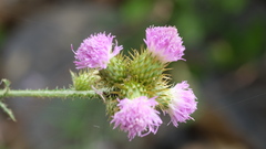 Carduus clavulatus image