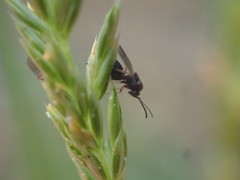 Eucharitidae