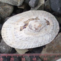 Benhamina obliquata