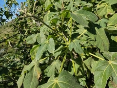 Cnidoscolus multilobus