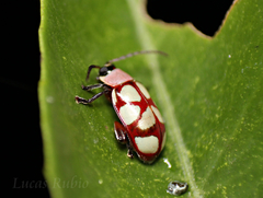 Omophoita magniguttis