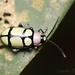 Omophoita octoguttata - Photo (c) Lucas Rubio, μερικά δικαιώματα διατηρούνται (CC BY), uploaded by Lucas Rubio