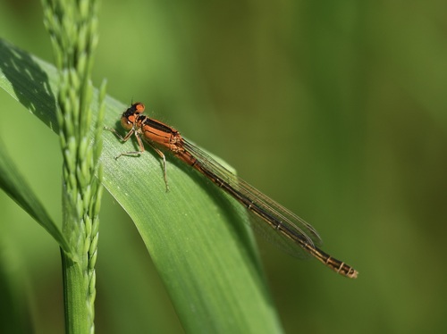 Scarce Blue-tailed Damselfly, photo 4 of 10