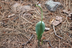 Malaxis macrostachya