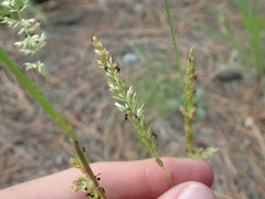Eucharitidae