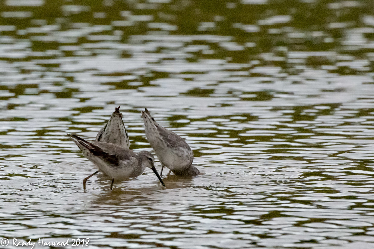 Stilt Sandpiper
