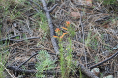 Castilleja patriotica