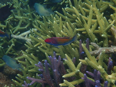 Cirrhilabrus chaliasi