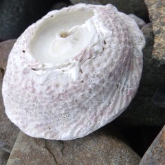Astraea heliotropium