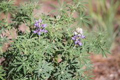 Lupinus neomexicanus