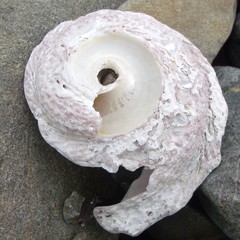 Astraea heliotropium